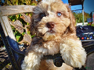 Havapoo dogs Jasper - Ad 39