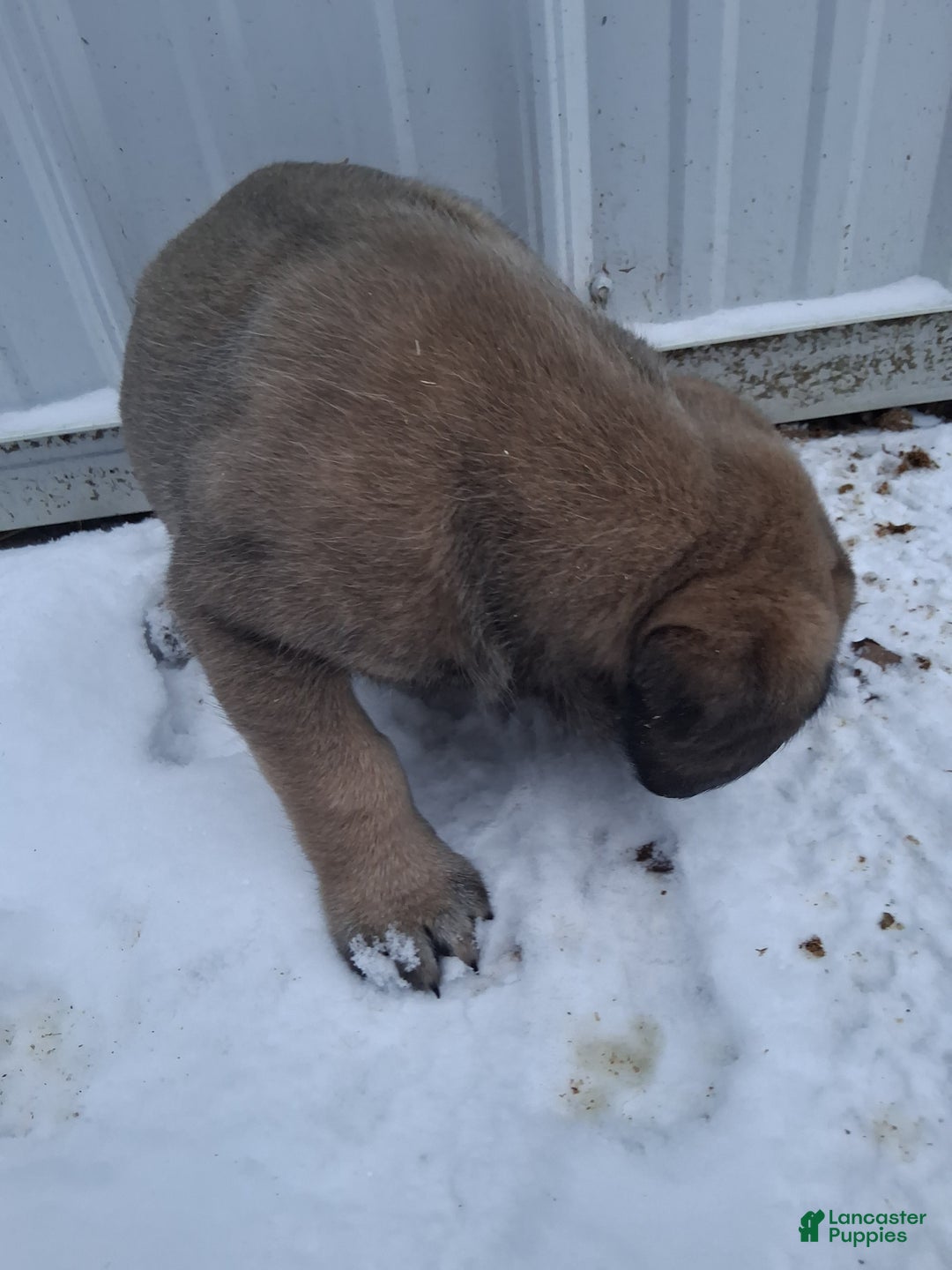 English Mastiff dogs for sale: Nina - Ad 3