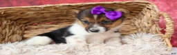 Welsh Corgi Pembroke dogs for sale: Abby🩷  - Ad 11