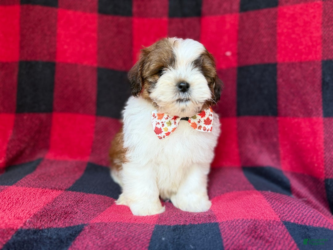 Shihpoo dogs for sale: Cypress - Ad 7
