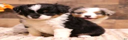Toy Australian Shepherd dogs for sale: Rue adorable black tri female with unique black patch above nose - Ad 6
