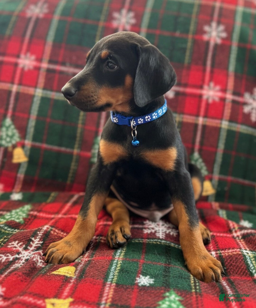 Doberman Pinscher dogs for sale: Bruno - Ad 4