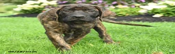 English Mastiff dogs for sale: Lyla - Ad 5