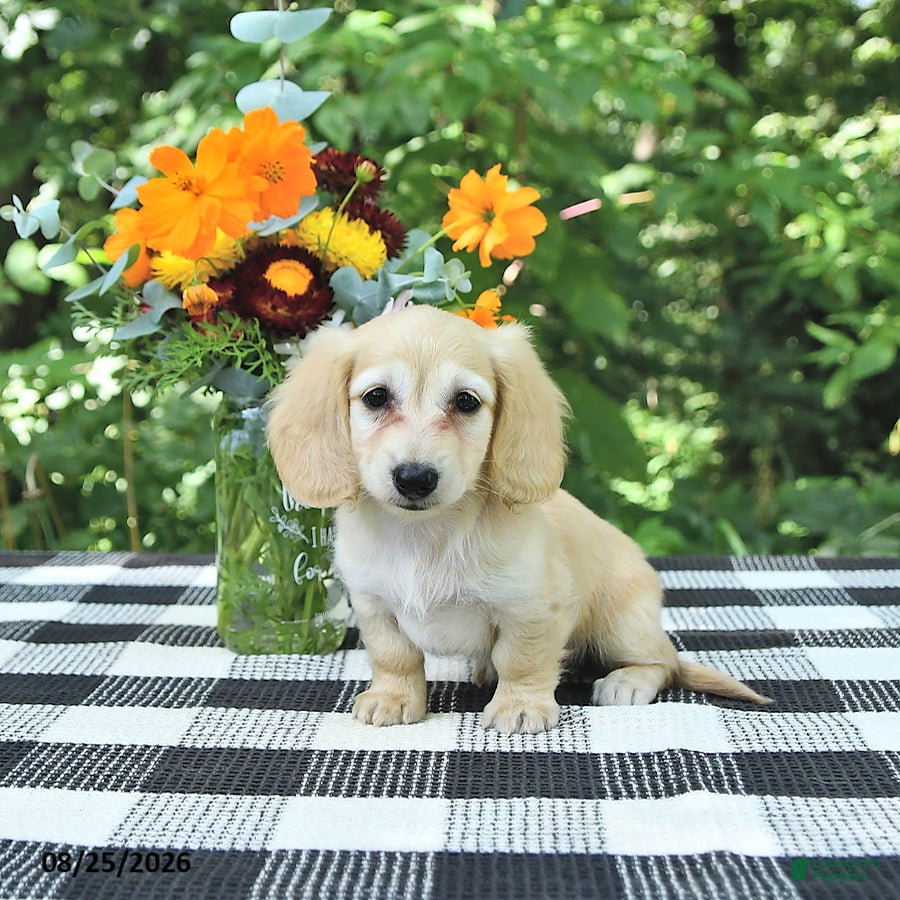 Miniature Dachshund dogs Lucy - Ad 1