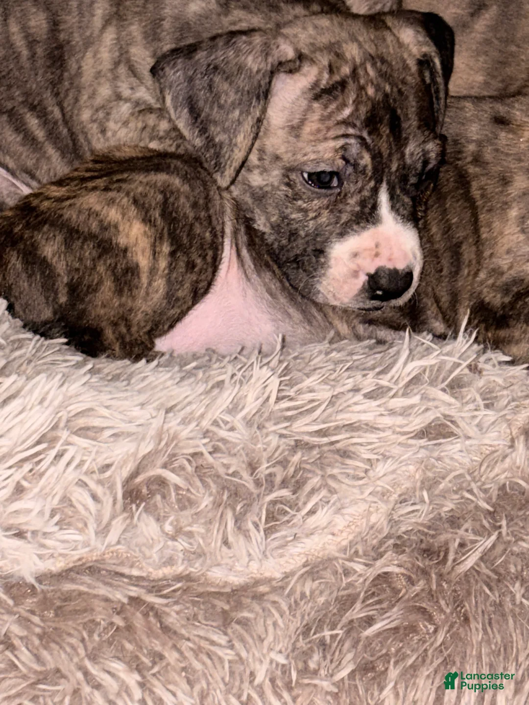 Mixed Breed dogs for sale: Normon - Ad 2