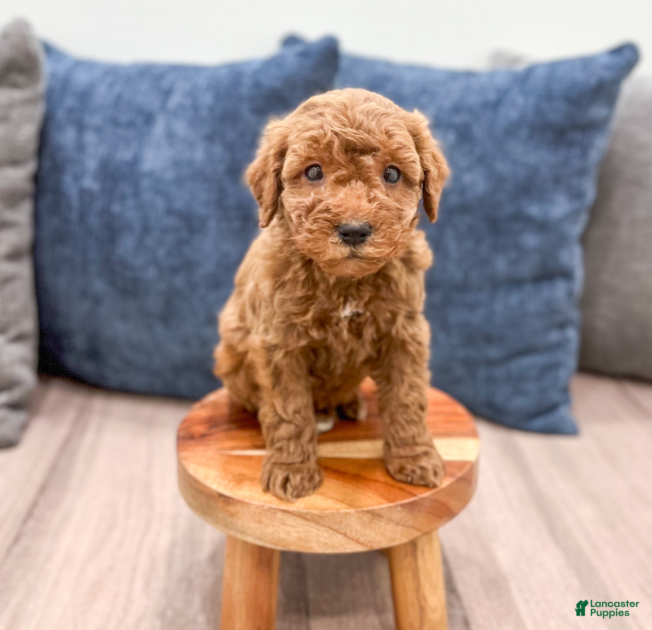 Mini Goldendoodle dogs Sawyer - Ad 35