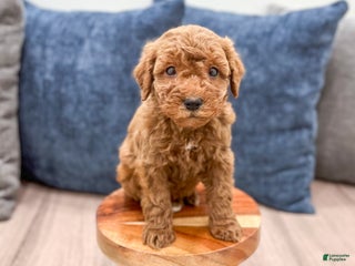 Mini Goldendoodle dogs Sawyer - Ad 35