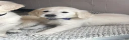Golden Retriever dogs for sale: Vanilla Bean - Ad 2