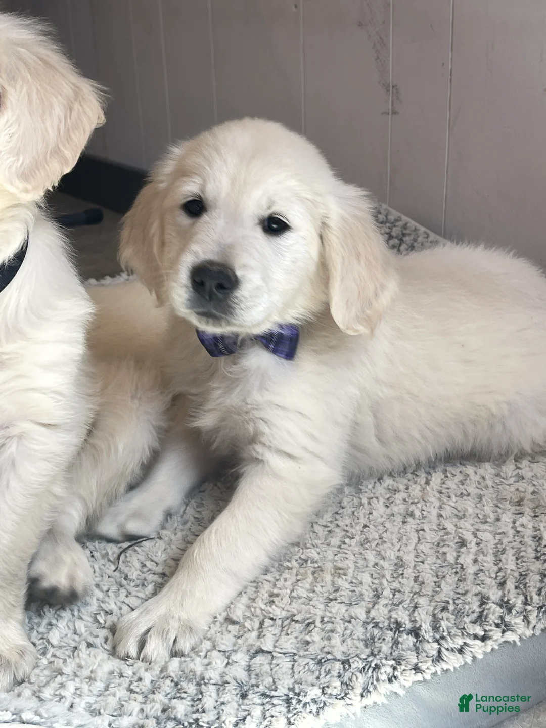Golden Retriever dogs for sale: Vanilla Bean - Ad 2