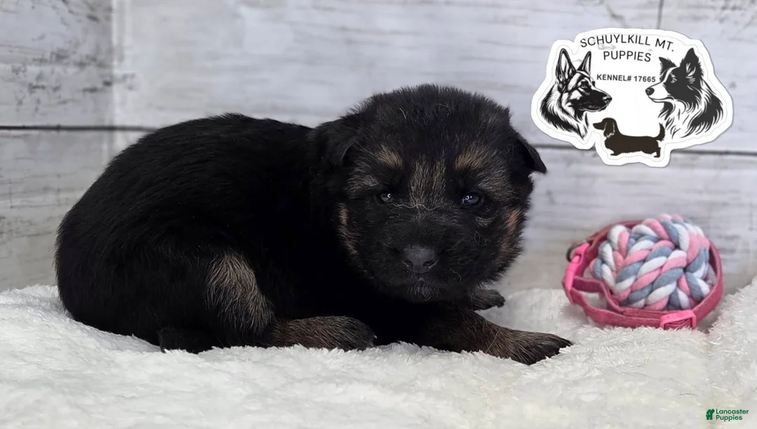 German Shepherd dogs for sale: Skye  - Ad 1