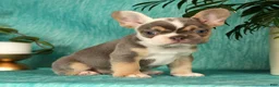 French Bulldog dogs for sale: Mojo - Ad 6