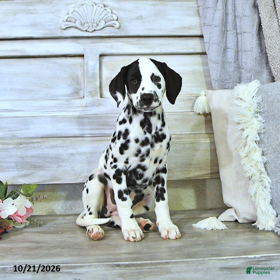 Dalmatian dogs for sale: Millie - Ad 2