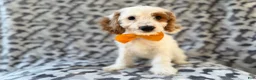 Cockapoo dogs for sale: Trent - Ad 6