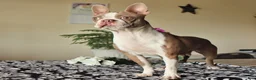 Boston Terrier dogs for sale: Cindy  - Ad 6