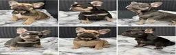 French Bulldog dogs for sale: Dylan ~ Lilac Tan French Bulldog Puppy  - Ad 3