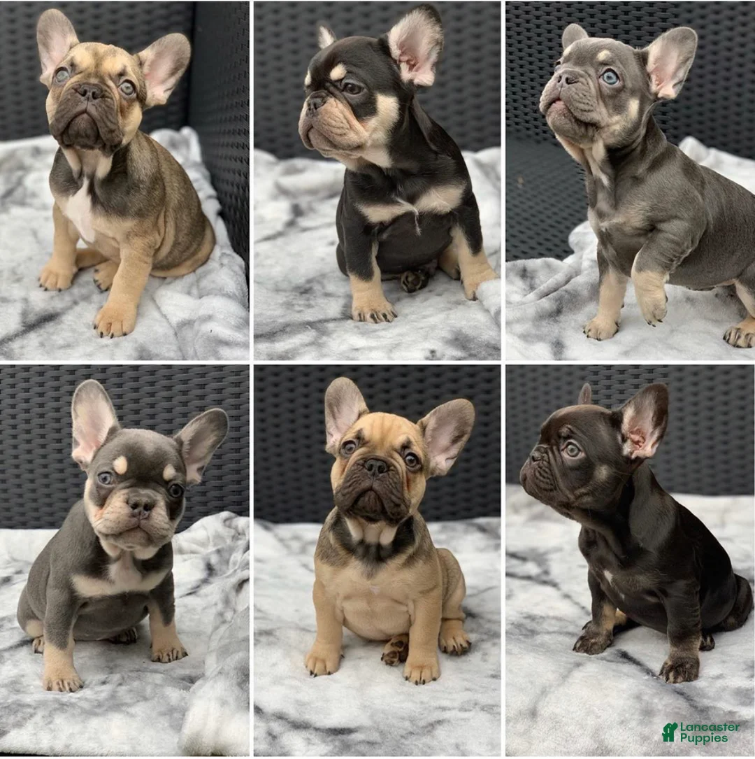 French Bulldog dogs for sale: Dylan ~ Lilac Tan French Bulldog Puppy  - Ad 3