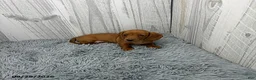 Miniature Dachshund dogs for sale: Clover - Ad 5