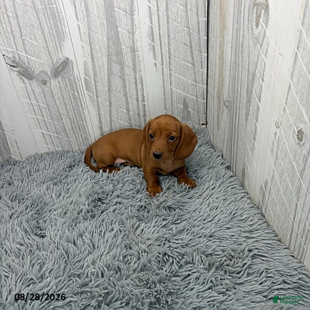 Miniature Dachshund dogs for sale: Clover - Ad 5