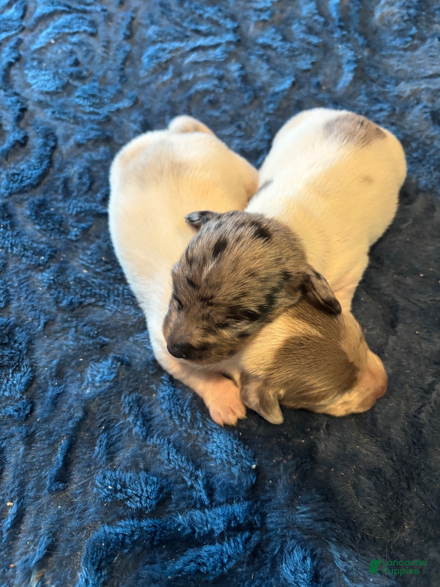 Miniature Dachshund dogs for sale: Repo  - Ad 2