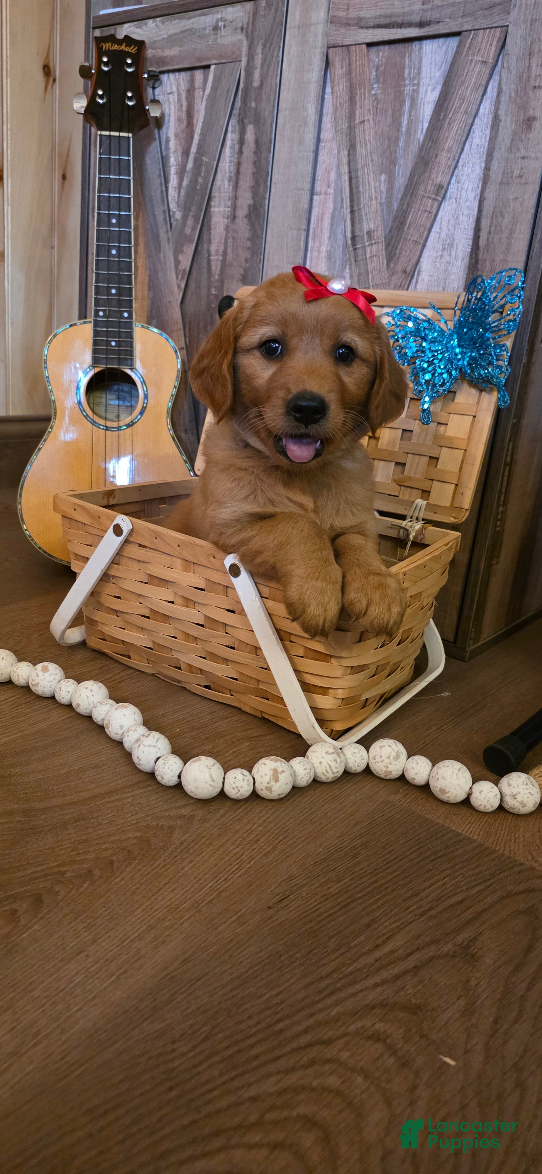 Golden Retriever dogs  Bella  - Ad 1