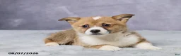 Welsh Corgi Pembroke dogs for sale: Axel - Ad 7