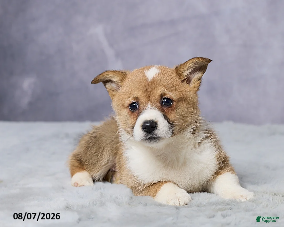 Welsh Corgi Pembroke dogs for sale: Axel - Ad 7