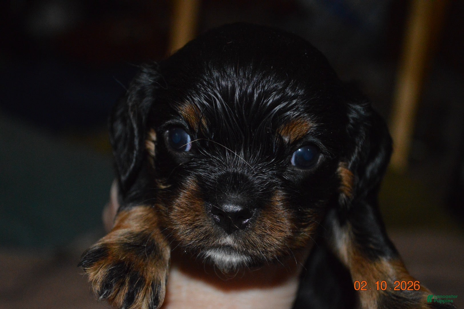 Cavalier King Charles Spaniel dogs Cavalier King Charles Spaniel Puppy 1 - HUEY - Ad 40