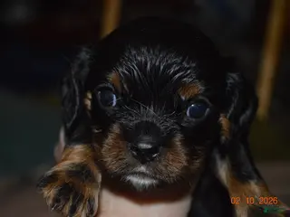 Cavalier King Charles Spaniel dogs Cavalier King Charles Spaniel Puppy 1 - HUEY - Ad 42