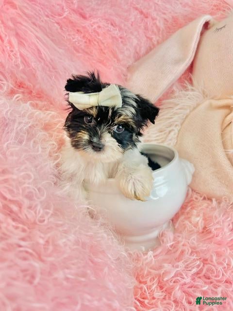 Yorkshire Terrier dogs Teacup Yorkshire Terrier 1 - Ad 2