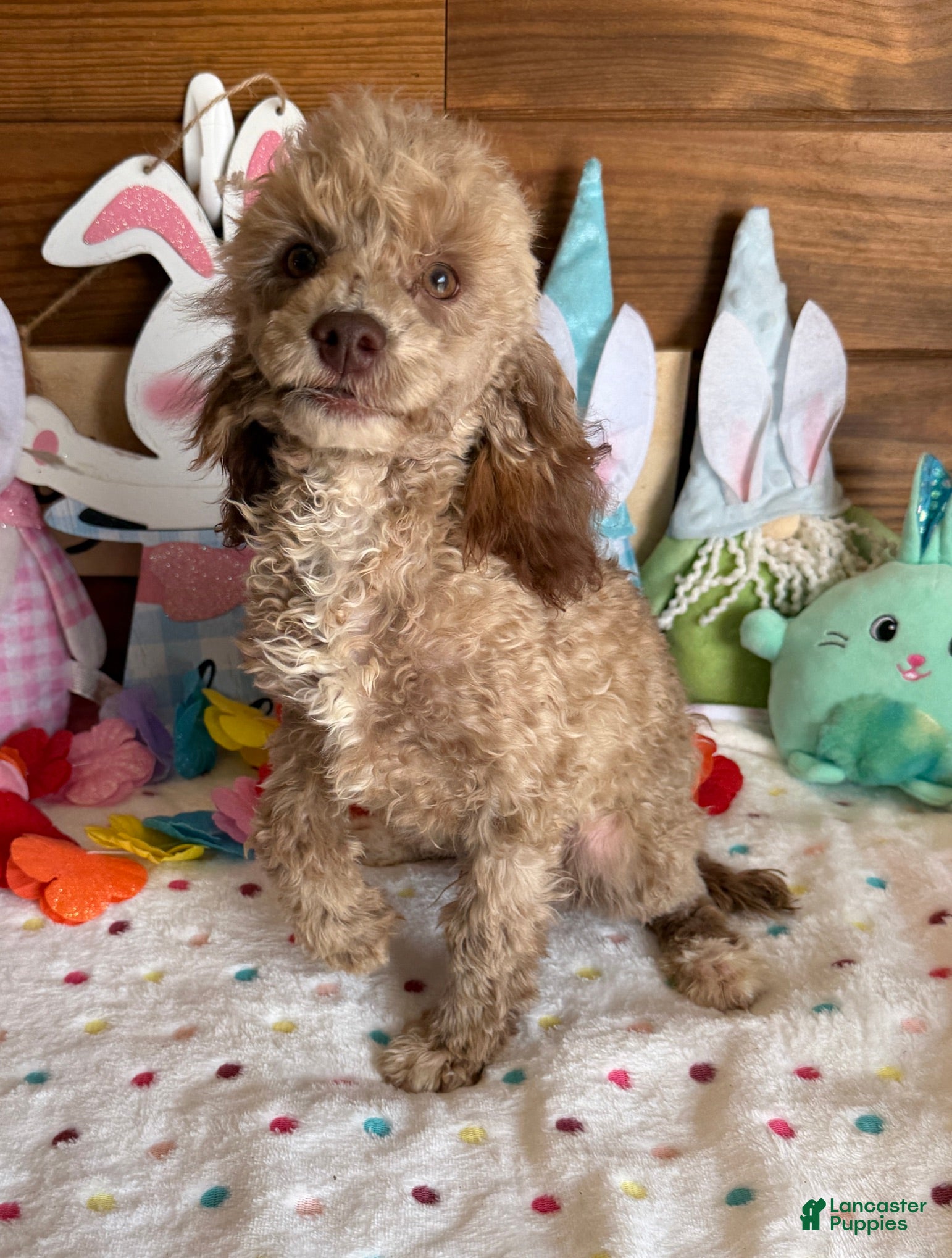 Toy Poodle dogs Boots - Ad 12