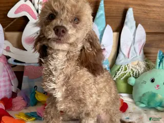 Toy Poodle dogs Boots - Ad 8