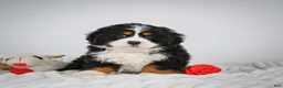 Miniature Bernese Mountain Dog dogs for sale: Chase - Ad 7