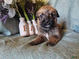 Mixed Breed dogs for sale: Maple - Ad 3