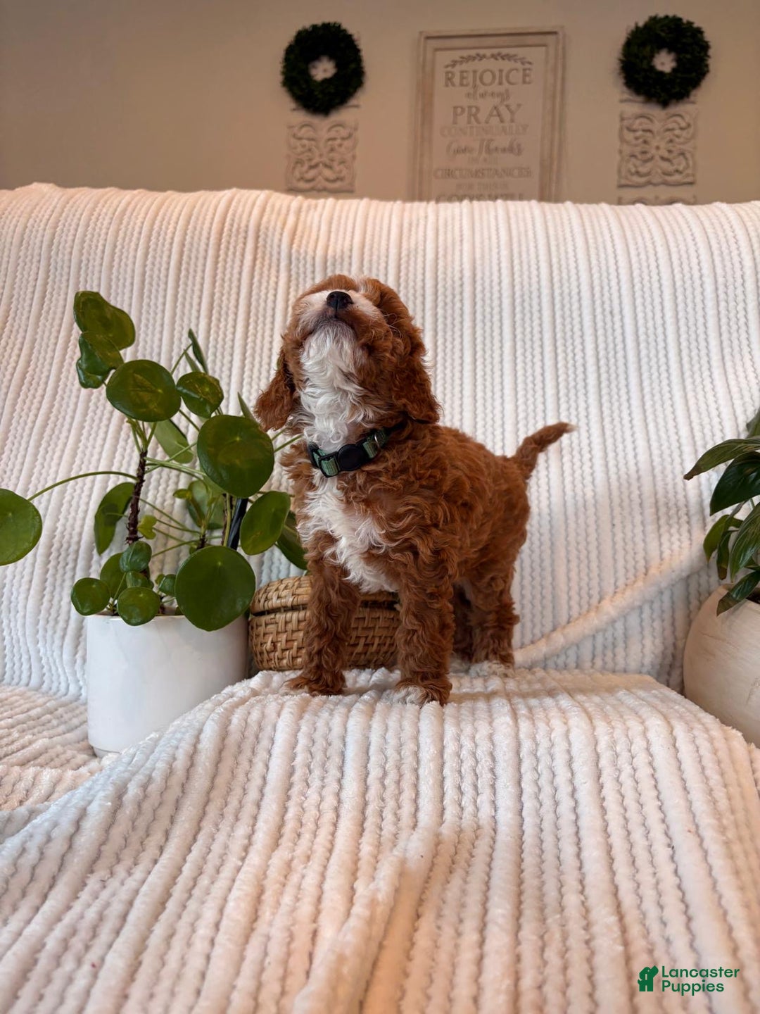 Cavapoo dogs for sale: Bear - Ad 4