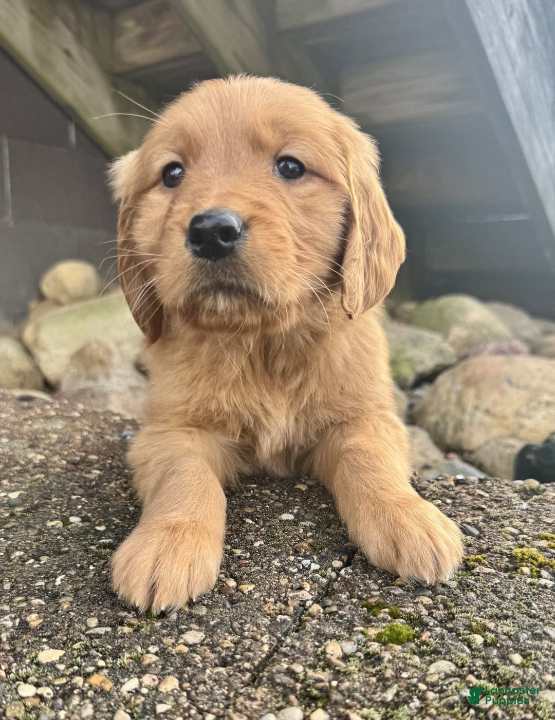Golden Retriever dogs for sale: Percy - Ad 5