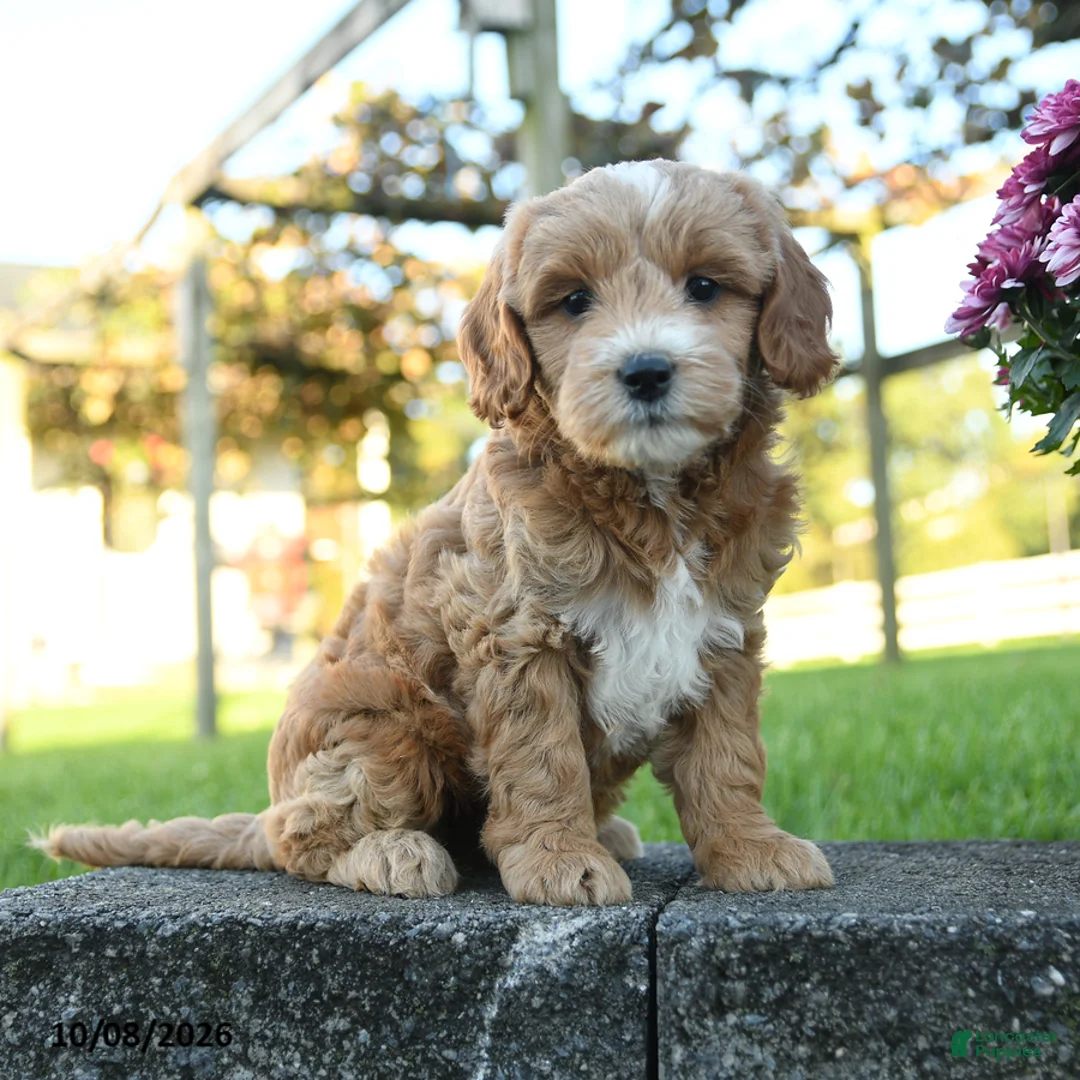 Mini Goldendoodle dogs for sale: Cecily - Ad 1
