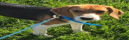 Beagle dogs for sale: Hunter  - Ad 2