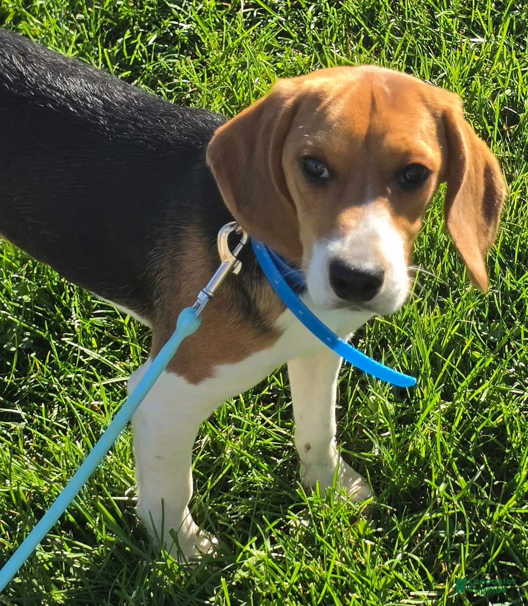Beagle dogs for sale: Hunter  - Ad 2