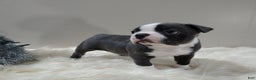 Boston Terrier dogs for sale: Boston Terrier Puppy 1 - Ad 3