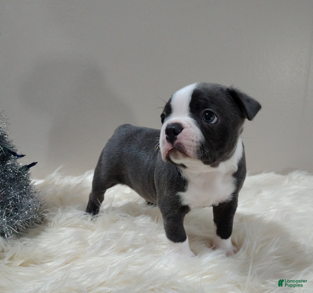 Boston Terrier dogs for sale: Boston Terrier Puppy 1 - Ad 3