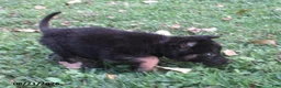 German Shepherd dogs for sale: Cedar - Ad 3