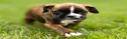 Boxer dogs for sale: Lester Boxer Puppy  - Ad 5