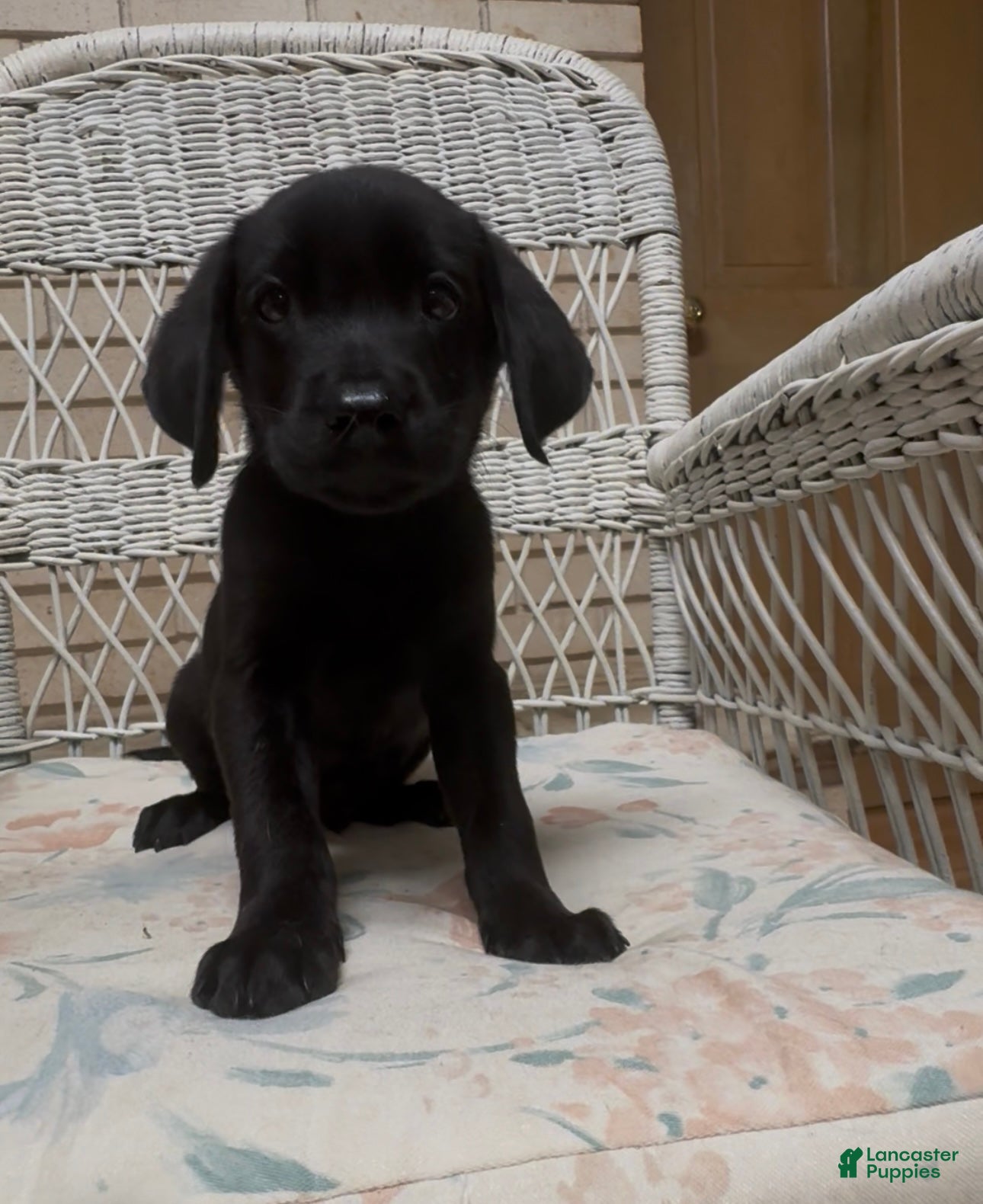 Labrador Retriever dogs for sale: Labrador Retriever Jackie - Ad 51