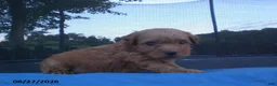 Yorkiepoo dogs for sale: George - Ad 6