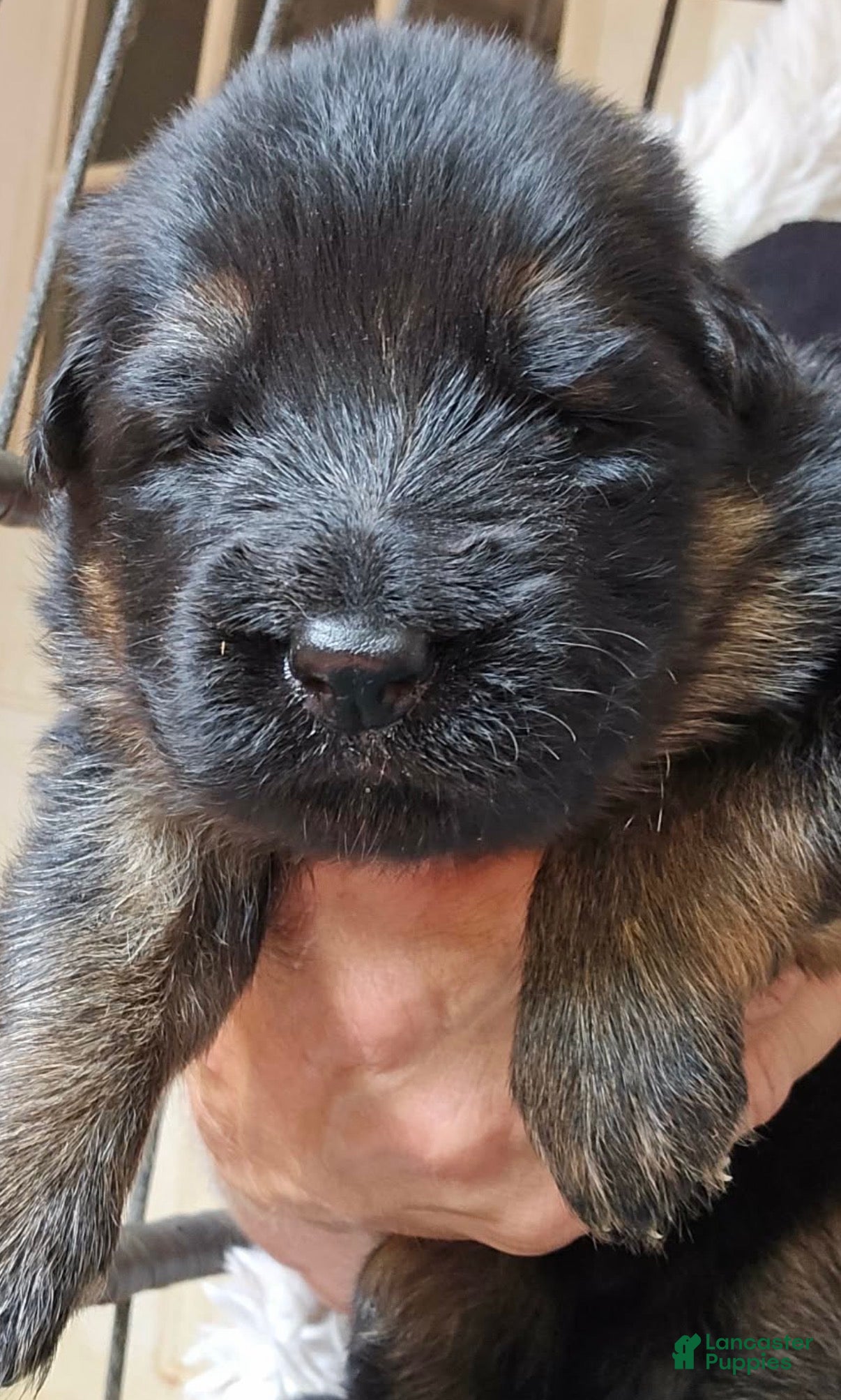 German Shepherd dogs for sale: German Shepherd Puppy 2 - Ad 1