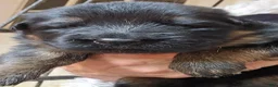 German Shepherd dogs for sale: German Shepherd Puppy 2 - Ad 1