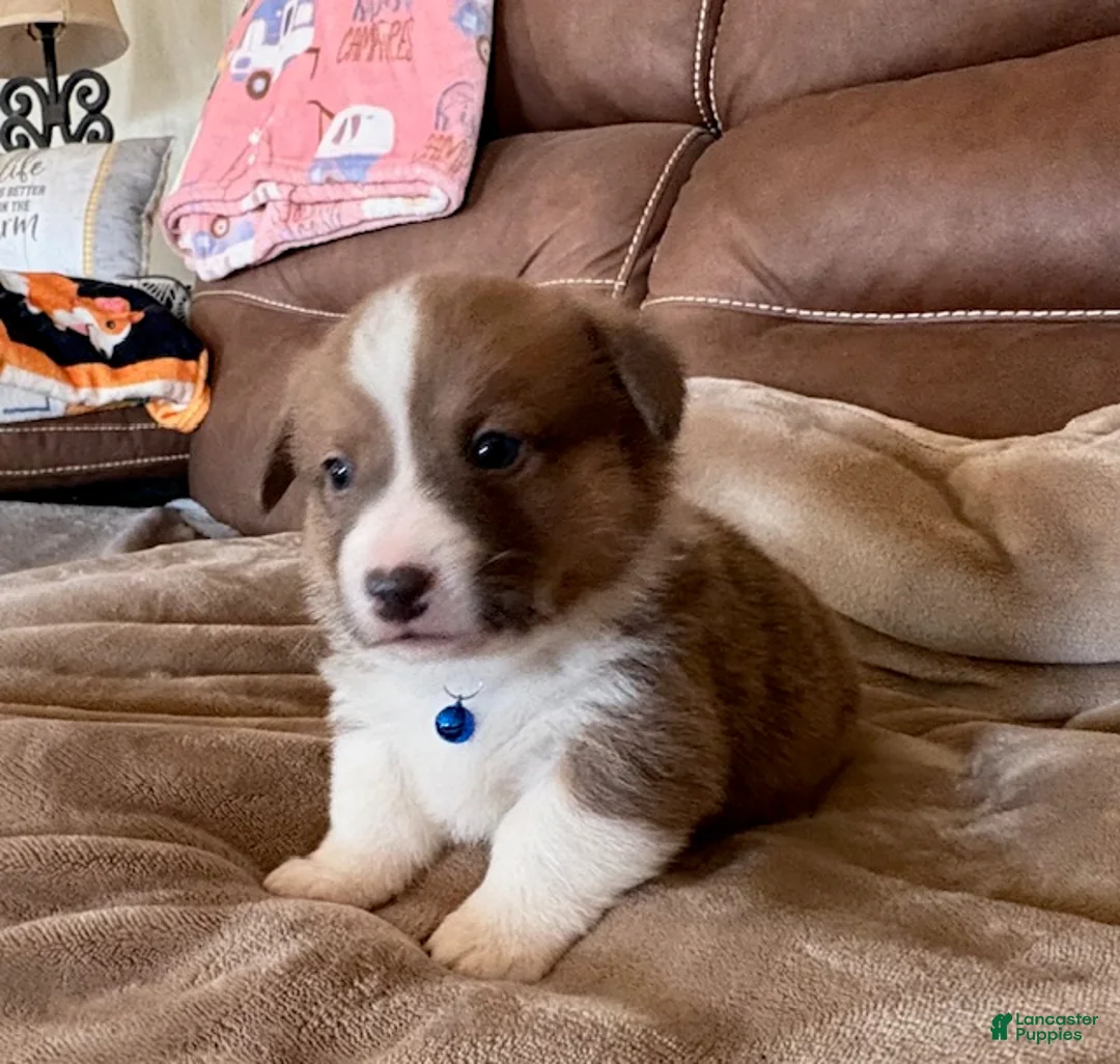 Welsh Corgi Pembroke dogs for sale: Welsh Corgi Pembroke Puppy 1 - Blue Collar Boy - Ad 1