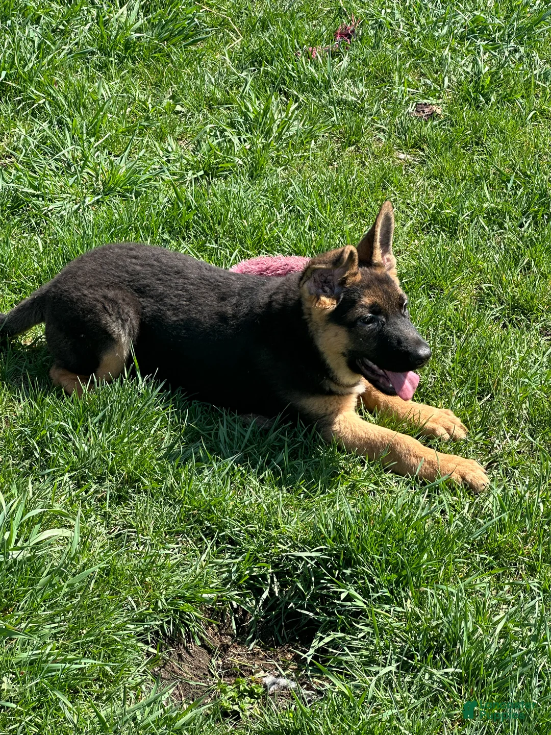 German Shepherd dogs for sale: German Shepherd Puppy 1 - Ad 1