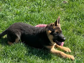 German Shepherd dogs German Shepherd Puppy 1 - Ad 2