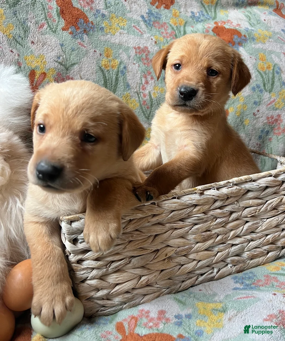 Labrador Retriever dogs for sale: Cypress - Ad 2